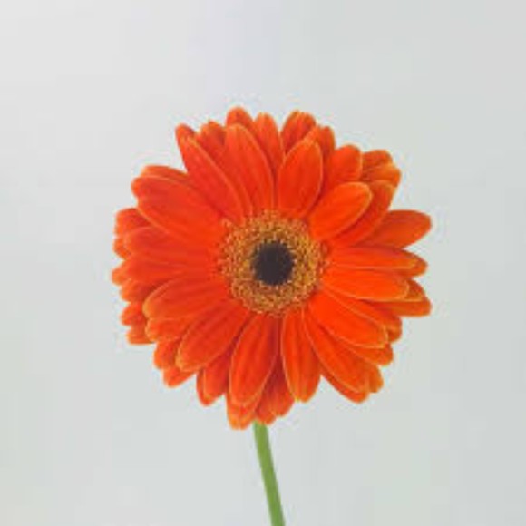 sullielladawn